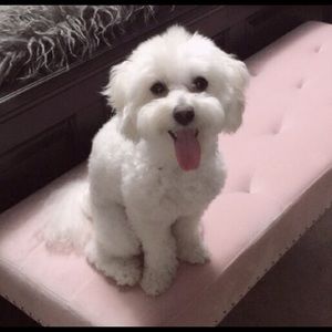 Meet your Posher, Brynn